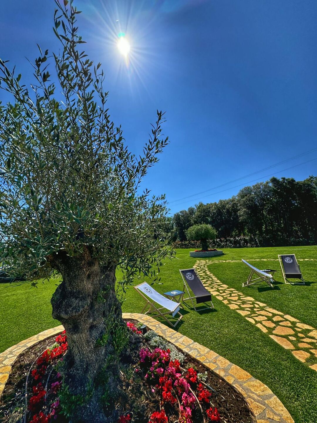 Staro deblo masline uz sunce, ležaljke na travnjaku i kameni puteljak